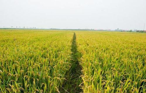 稻谷风云背景时间