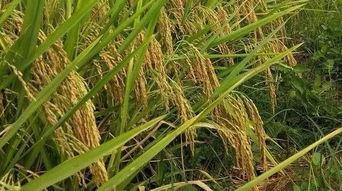 稻谷风云背景时间